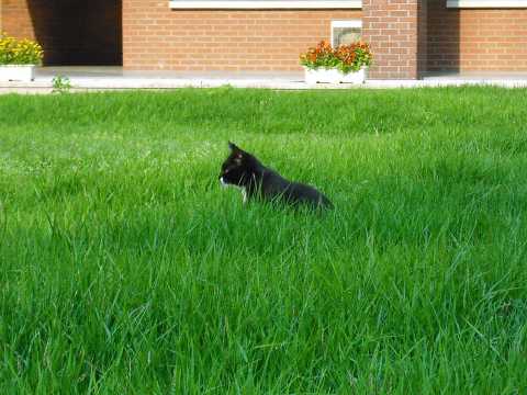 Cat in the grass